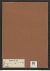 Desmogonium gujanense Ehr. (de-Toni-Nr.: Genus 71, Species 2703) Zeichnungen Sammlung Grunow Mappe 02922 (Herbarium_W_Grunow_drawings_Folder_02922)